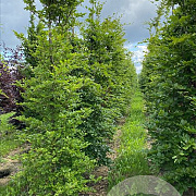 Fagus sylvatica 10-12 HO draadkluit geveerd