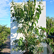 Heptacodium miconioides 150-175 cm 30L