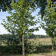 Magnolia kobus 14-16 HO draadkluit
