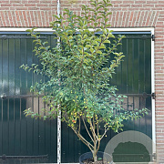 Malus 'Red Sentinel' 175-200 cm container solitair 