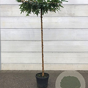 Morus alba 'Fruitless' 12-14 HO container dakvorm