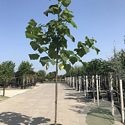 Paulownia tomentosa 14-16 HO container