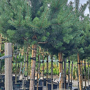 Pinus sylvestris 12-14 HO container