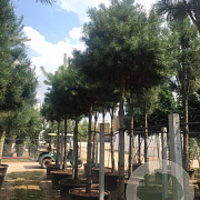 Pinus sylvestris 14-16 HO container
