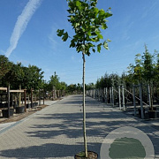 Platanus hispanica 12-14 HO container