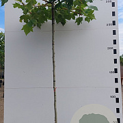 Platanus hispanica 16-18 HO container dakvorm