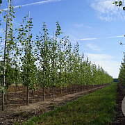 Populus tremula 12-14 HO draadkluit