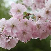 Prunus accolade 6-8 HO container
