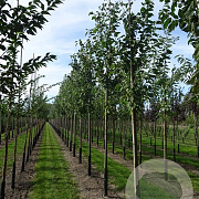 Prunus a. 'Landscape Bloom' 14-16 HO container