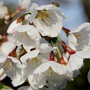 Prunus 'Mieke' 10-12 HO container