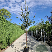 Prunus serrula 10-12 HO container