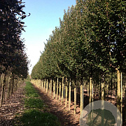 Prunus 'Umineko' 20-25 HO draadkluit 3 X verplant