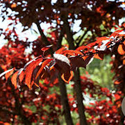 Prunus virginiana 'Shubert' 10-12 HO container