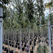 Quercus ilex 6-8 HO container