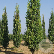 Quercus robur 'Fastigiata' 250-300 cm container geveerd