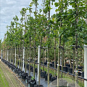 Quercus robur 10-12 HO container