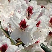 Rhododendron Hachmann's Picobello 60-70 cm 40L