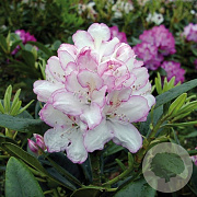 Rhododendron 'Picotee' 60-70 cm 40L