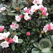 Rhododendron (Y) 'Queen Bee' 60-70 cm 40L