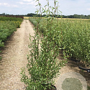 Salix babylonica 'Tortuosa' 300-350 cm container geveerd