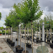 Styphnolobium japonicum 8-10 HO container