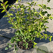 Syringa meyeri Flowerfesta Pink 30-40 cm 3,0L