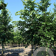 Tilia europaea 'Euchlora' 12-14 HO container