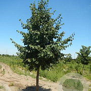 Tilia flavescens 'Glenleven' 16-18 HO container