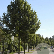 Tilia plat. 'Örebro' 10-12 HO container
