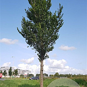 Ulmus 'Clusius' 16-18 HO container