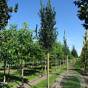 Ulmus 'Columella' 14-16 HO container