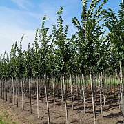 Ulmus 'Lobel' 10-12 HO container