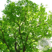 Ulmus 'Regal' 16-18 HO container