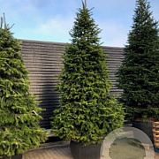 Abies nordmanniana 225-250 cm cont. 285L solitair