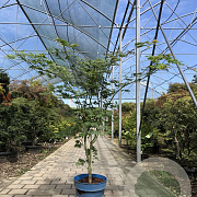 Acer Arctic Jade 200-225 cm cont. 55L extra