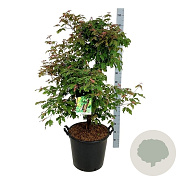 Acer griseum 125-150 cm 30L extra