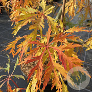 Acer Ice Dragon 100-125 cm 5,0L