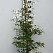 Acer Ice Dragon 150-175 cm cont. 55L extra