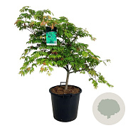 Acer japonicum 'Aconitifolium' 100-125 cm 30L extra