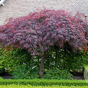 Acer pal. 'Garnet' 100-125 cm cont. 55L breed extra
