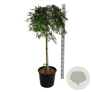 Acer pal. 'Orangeola' 160 cm stam 30L