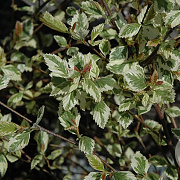 Betula nigra 'Shiloh Splash' 225-250 cm cont. 55L extra