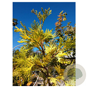 Calocedrus dec. 'Maupin Glow' 60-80 cm 6,5L