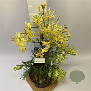 Calocedrus dec. 'Pillar' 175-200 cm cont. 55L extra