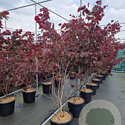Cercis can. 'Forest Pansy' 150-175 cm 30L extra
