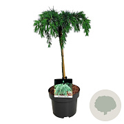 Cedrus deod. 'Feelin' Blue' 50-60 cm 6,5L