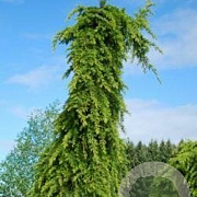Cedrus deod. 'Miles High' 80-100 cm 6,5L