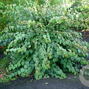 Cercidiphyllum j. Glowball 120 cm stam cont. 55L extra