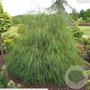 Chamaecyparis l. 'Drooping Solo' 80-100 cm 6,5L