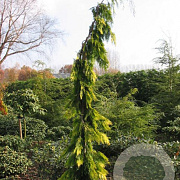 Chamaecyparis l. 'F. Golden Tears' 100-125 cm 6,5L